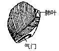 鋰電池結構像肺葉